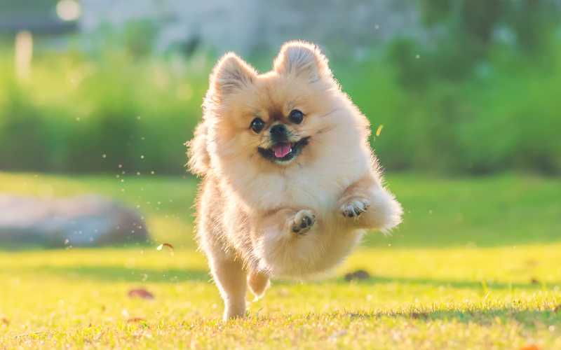 A Pets World